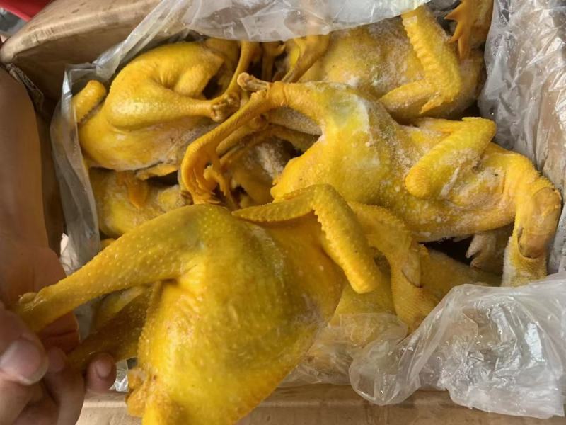 正宗三黄鸡整只冷冻鸡肉手撕盐局鸡真空古法鸡
