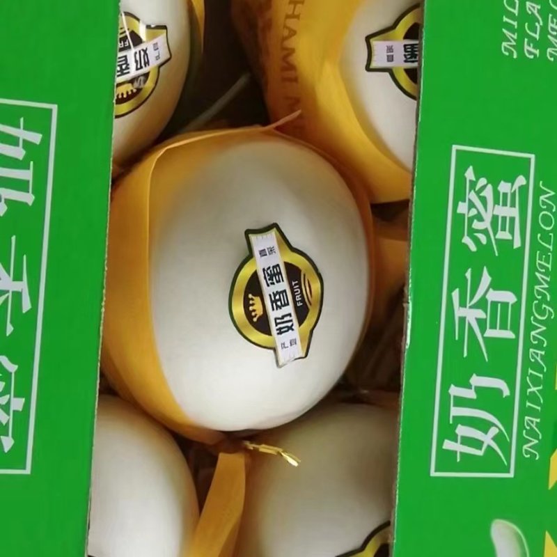 玉姑甜瓜