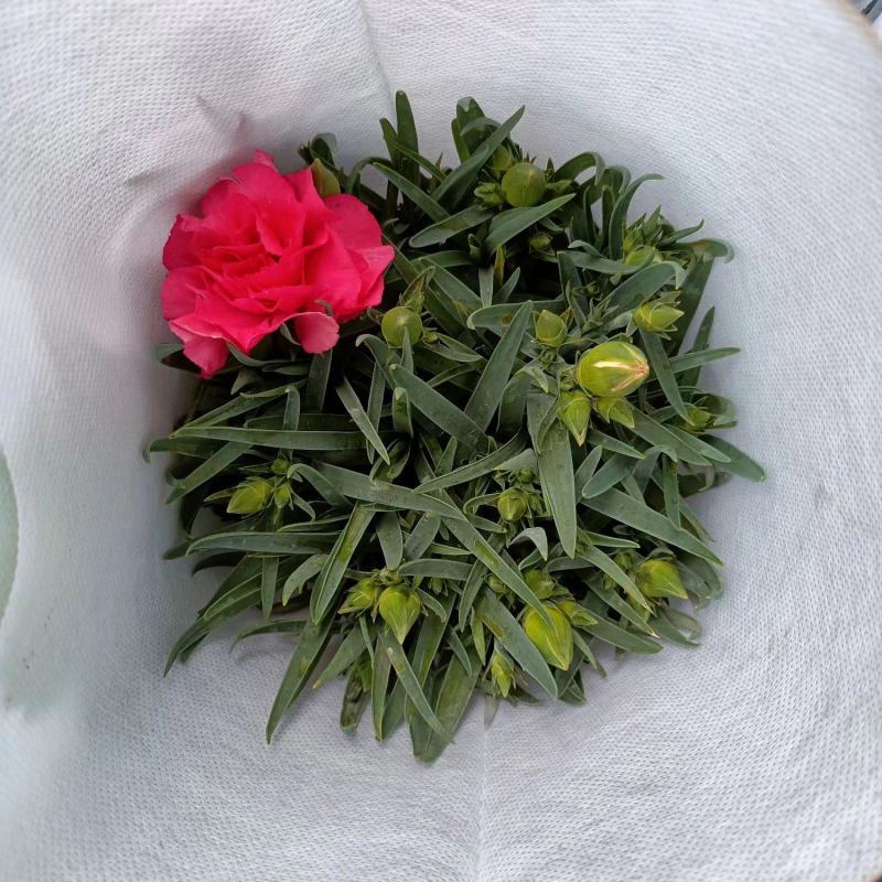 康乃馨盆栽带花苞四季开花阳台庭院绿植花卉室内外花苗种植