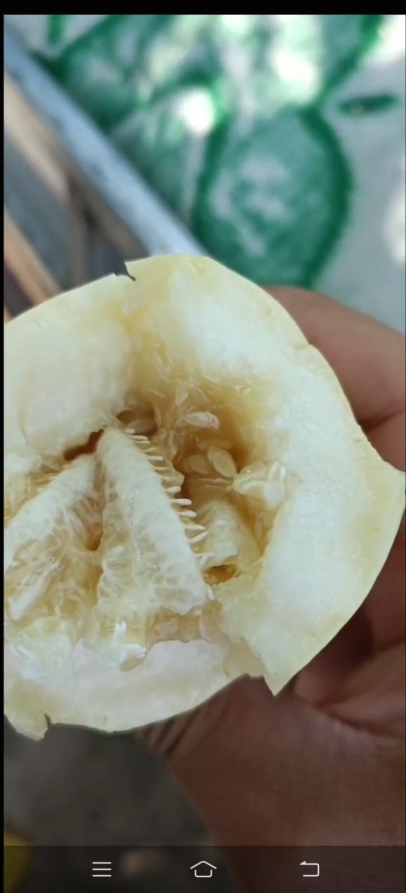 陕西天美55甜瓜
