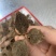 优质金线莲正宗金线莲特级金线莲鲜品批发零售
