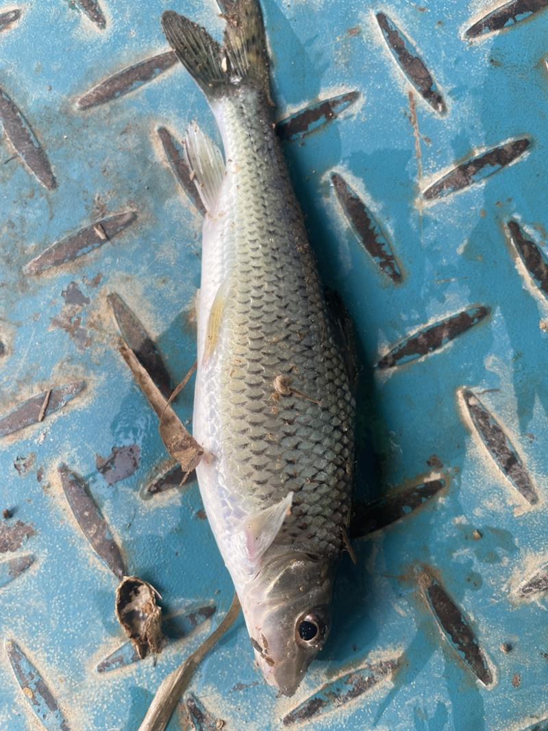 【花骨鱼】水产养殖花骨鱼土风鱼规格随便选成活率高品质