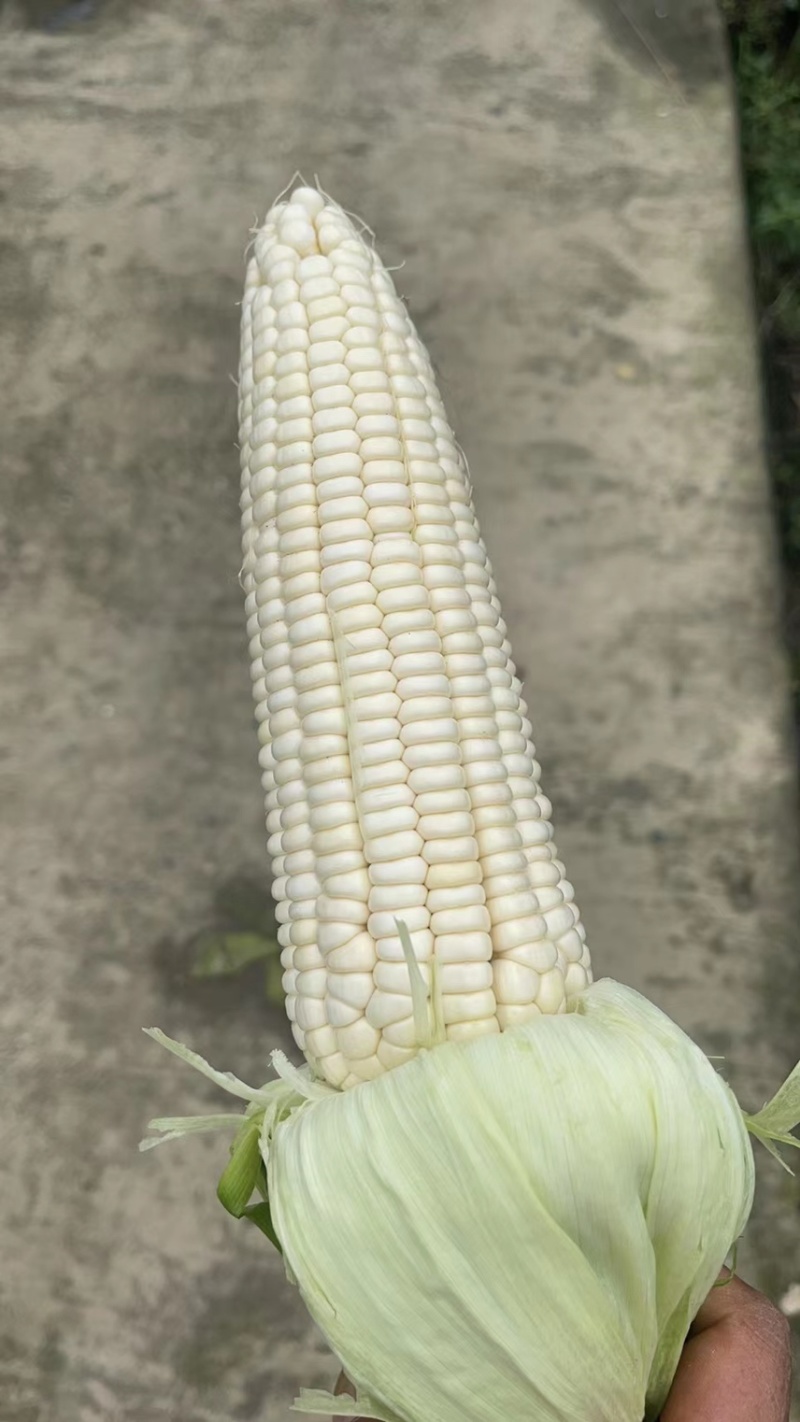 四川威远万糯2000玉米大量上市