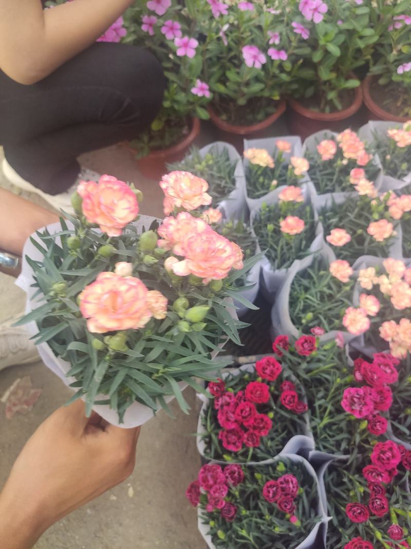 优质康乃馨基地直发颜色多样，花苞多，带花苞发货