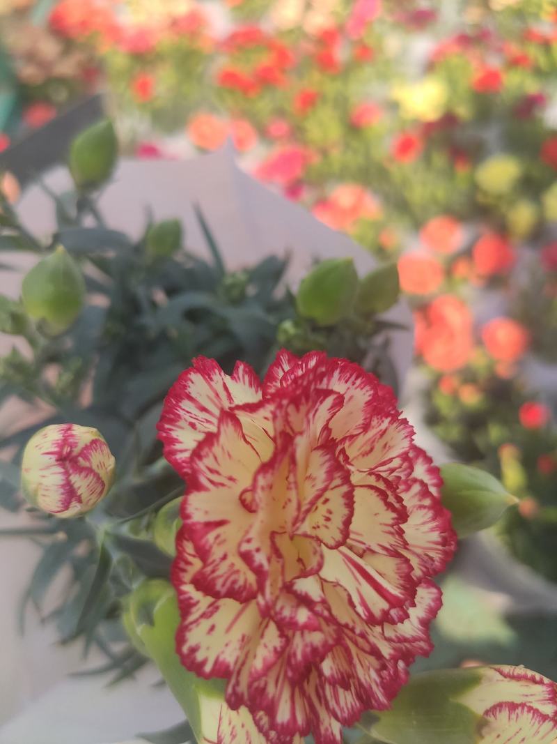 优质康乃馨基地直发颜色多样，花苞多，带花苞发货
