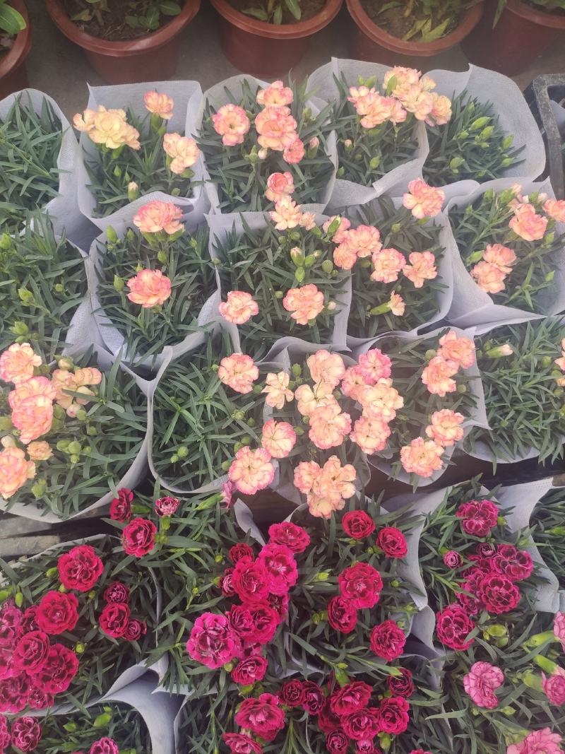 优质康乃馨基地直发颜色多样，花苞多，带花苞发货