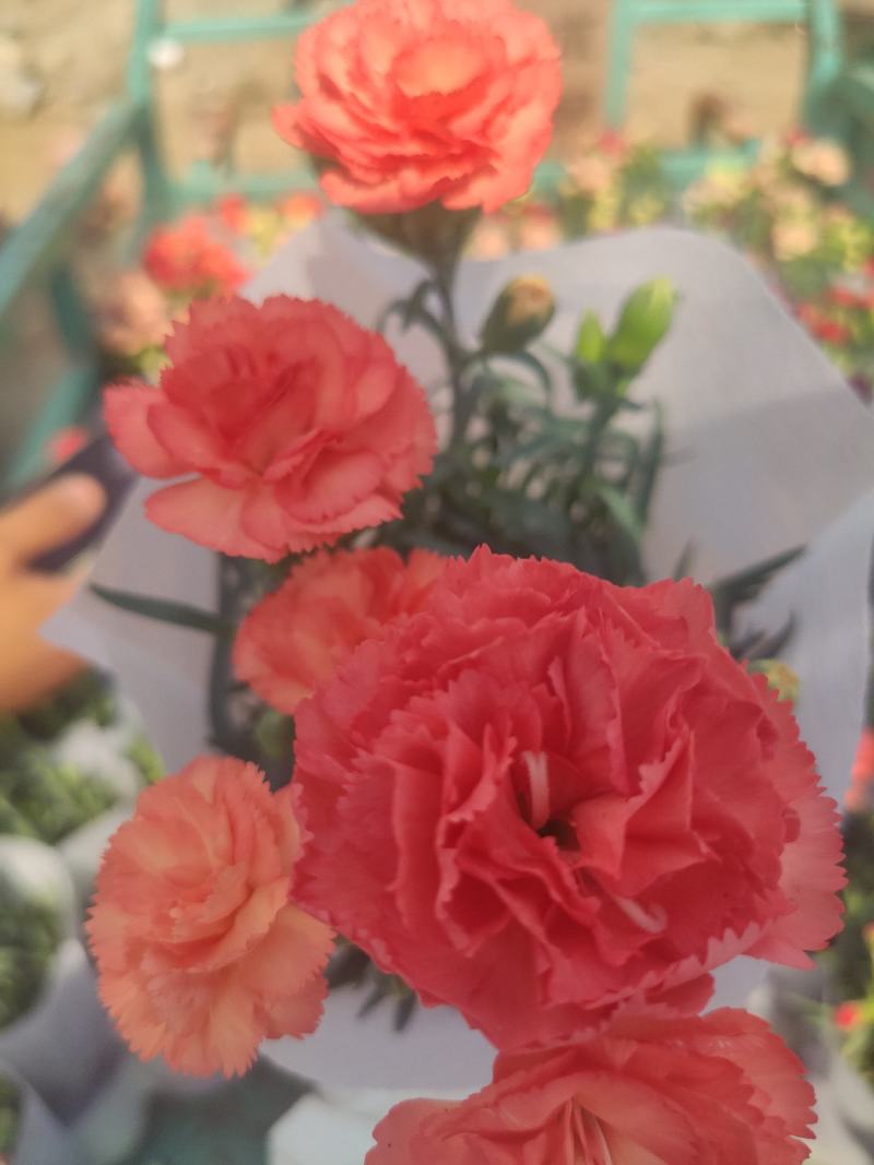 优质康乃馨基地直发颜色多样，花苞多，带花苞发货