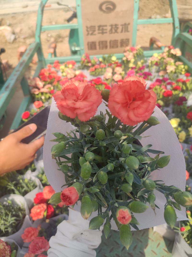 优质康乃馨基地直发颜色多样，花苞多，带花苞发货