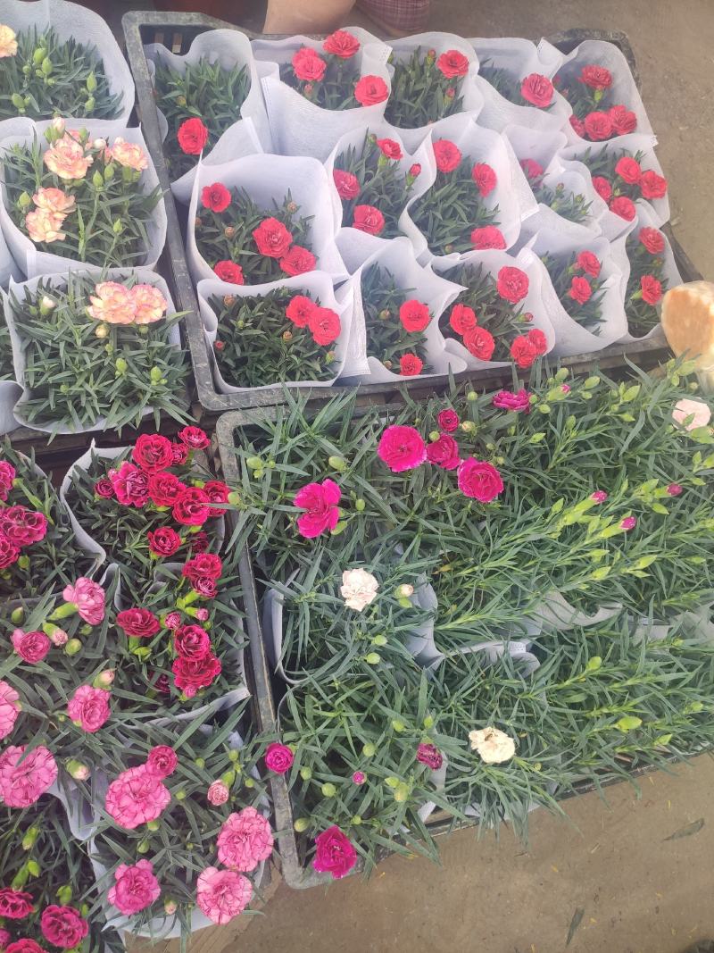 优质康乃馨基地直发颜色多样，花苞多，带花苞发货
