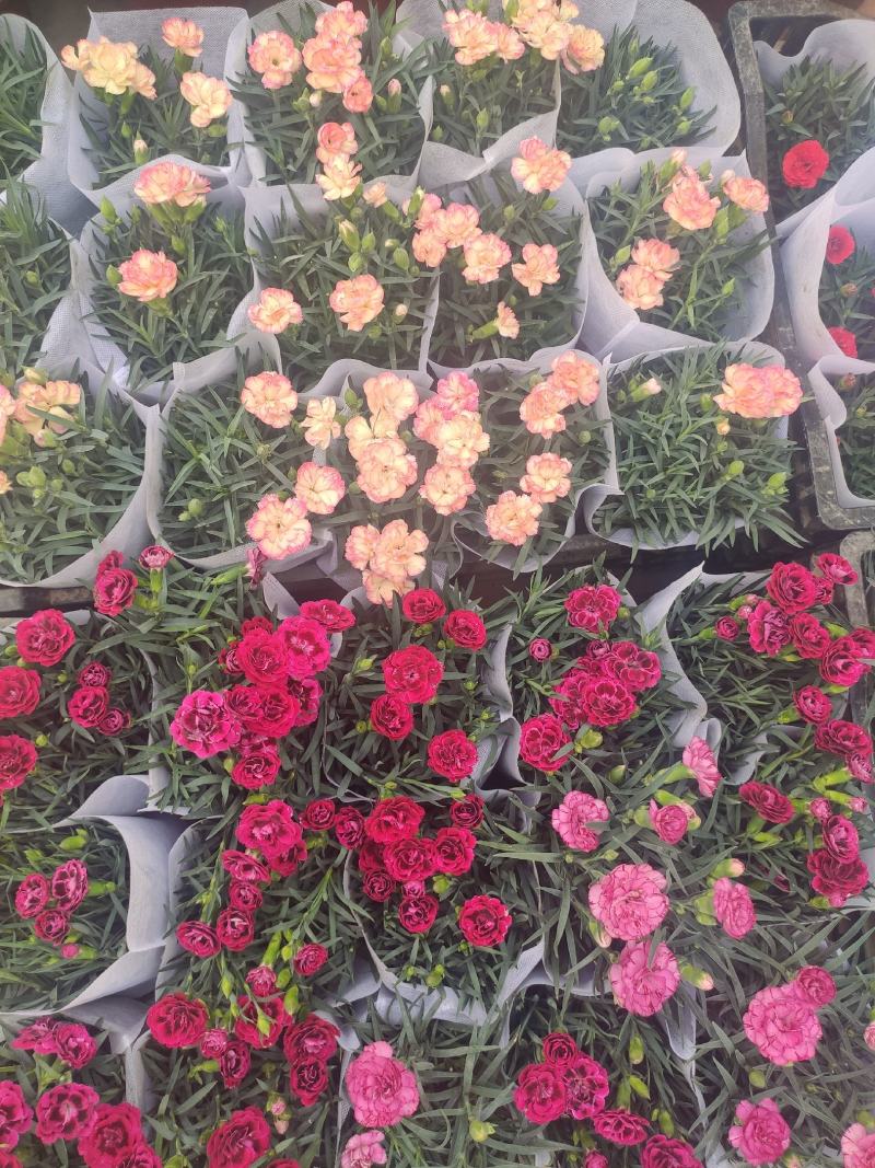 优质康乃馨基地直发颜色多样，花苞多，带花苞发货