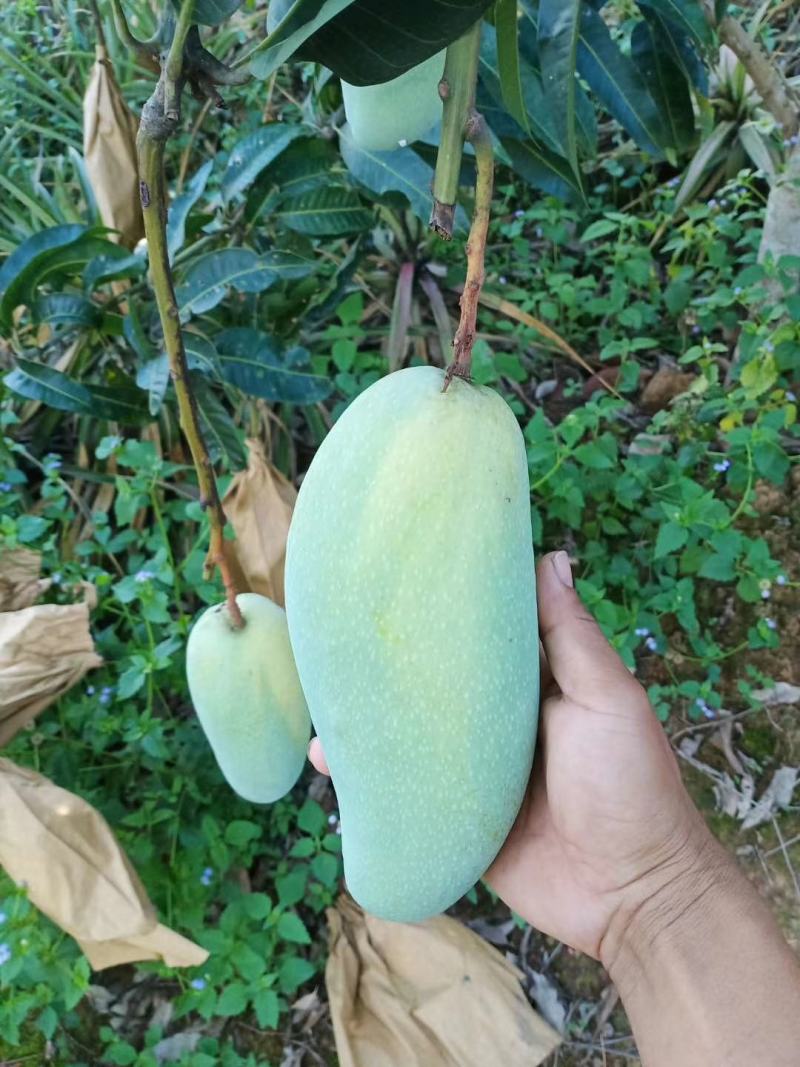 大青芒云南西双版纳