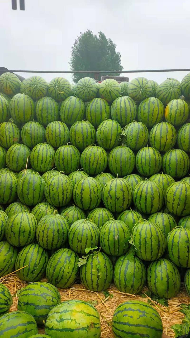 庆红2018西瓜，甘甜可口货源充足，量大从优，全国发货。