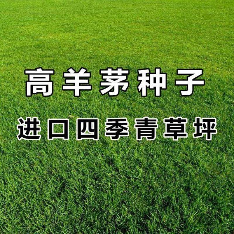 草坪种子矮生四季青庭院免修剪绿化护坡高羊茅狗牙根草皮草籽