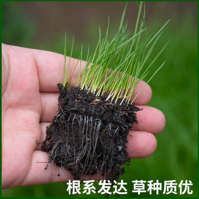 草坪种子矮生四季青庭院免修剪绿化护坡高羊茅狗牙根草皮草籽