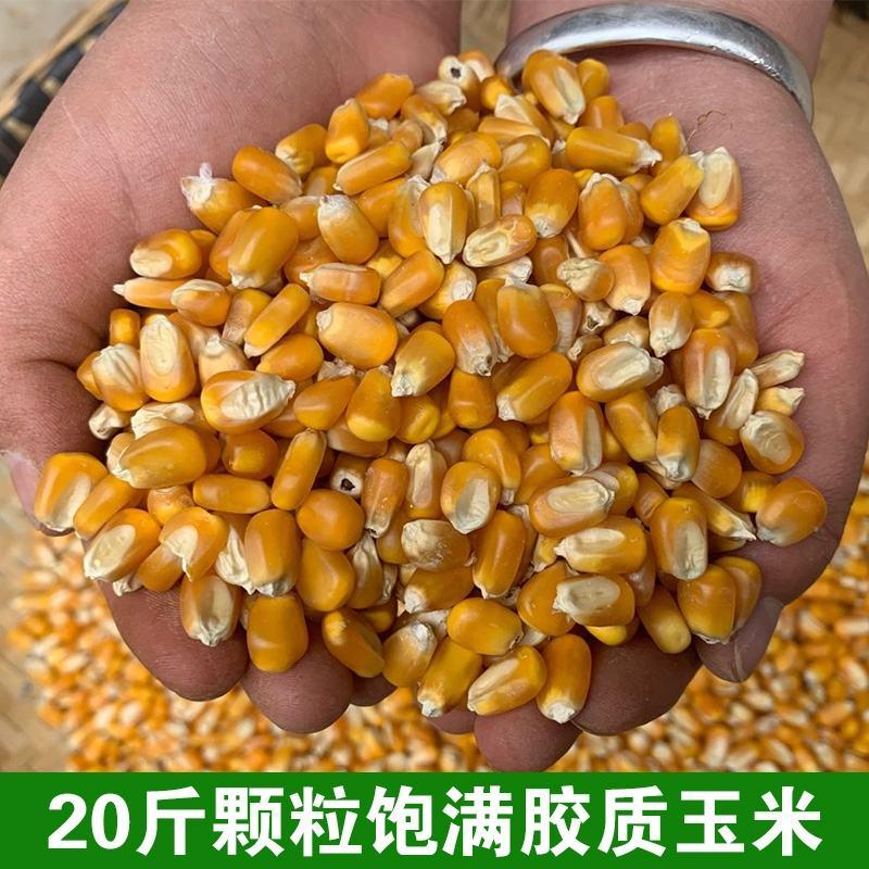 甘肃定西黄玉米山区中高海拔种植马牙型玉米