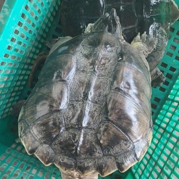 鳄鱼龟
