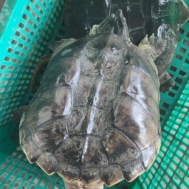 鳄鱼龟