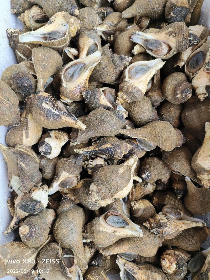 毛螺响螺角螺海螺支持线上交易产地发货可视频看货