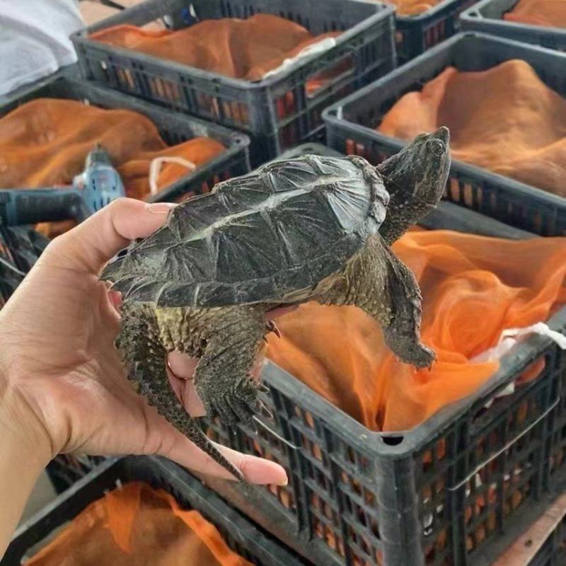 鳄鱼龟禄
