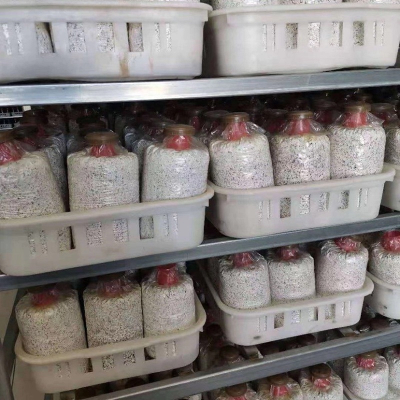 【优品】鸡枞菌包黑皮鸡枞菌包品质好价格优