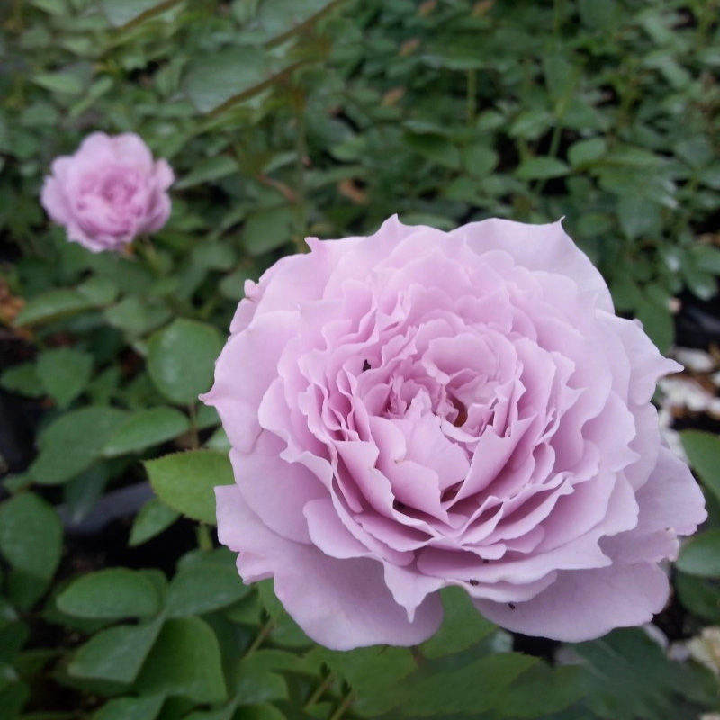 蜻蜓月季花苗丰花淡紫色浓香盆栽阳台露台地栽花卉玫瑰耐热勤