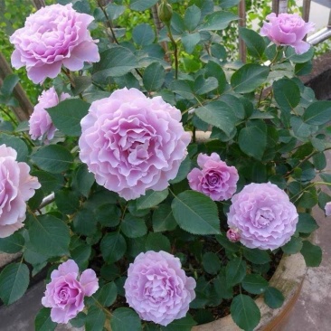 蜻蜓月季花苗丰花淡紫色浓香盆栽阳台露台地栽花卉玫瑰耐热勤