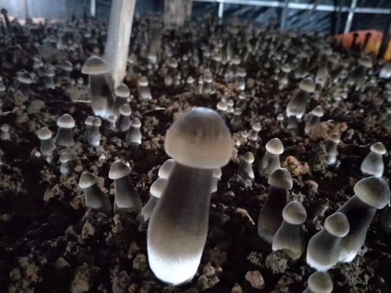 【牛商推荐】黑皮鸡枞菌包常年钻研包教会种植技术