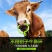 塑料牛鼻环兽用器械养牛用品牛鼻穿孔牛鼻圈拴牛圈牛鼻子牵引