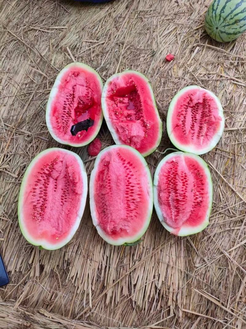【甄选】宁夏石头瓜，甜度高耐运输货源足欢迎