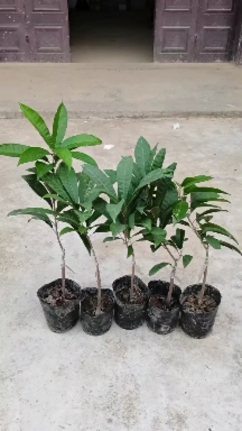 耀堂仙蛋黄果嫁接苗，一年四季开花结果，单果达1斤以上