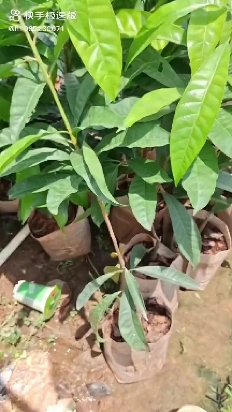 耀堂仙蛋黄果嫁接苗，一年四季开花结果，单果达1斤以上