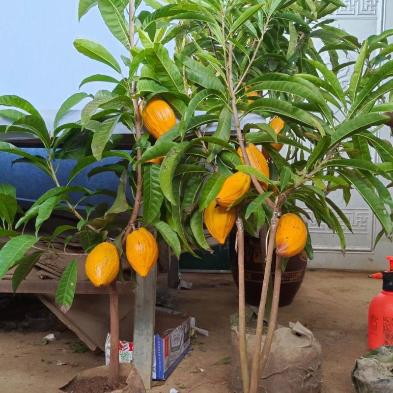 耀堂仙蛋黄果嫁接苗，一年四季开花结果，单果达1斤以上