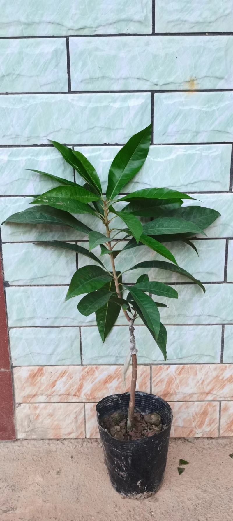 耀堂仙蛋黄果嫁接苗，一年四季开花结果，单果达1斤以上