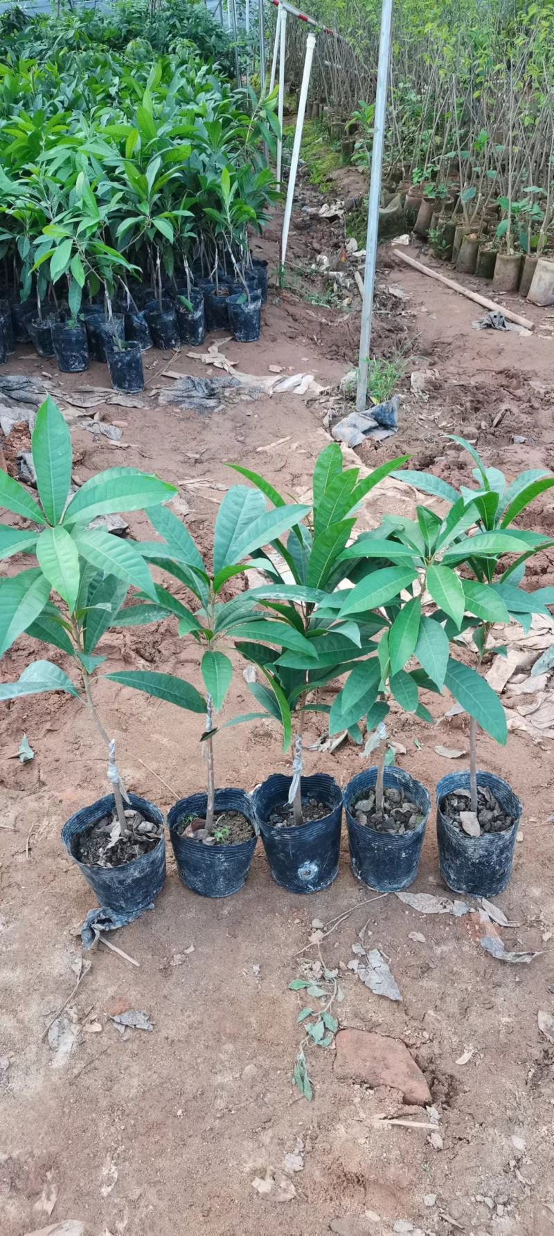 耀堂仙蛋黄果嫁接苗，一年四季开花结果，单果达1斤以上