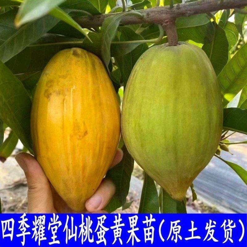 耀堂仙蛋黄果嫁接苗，一年四季开花结果，单果达1斤以上