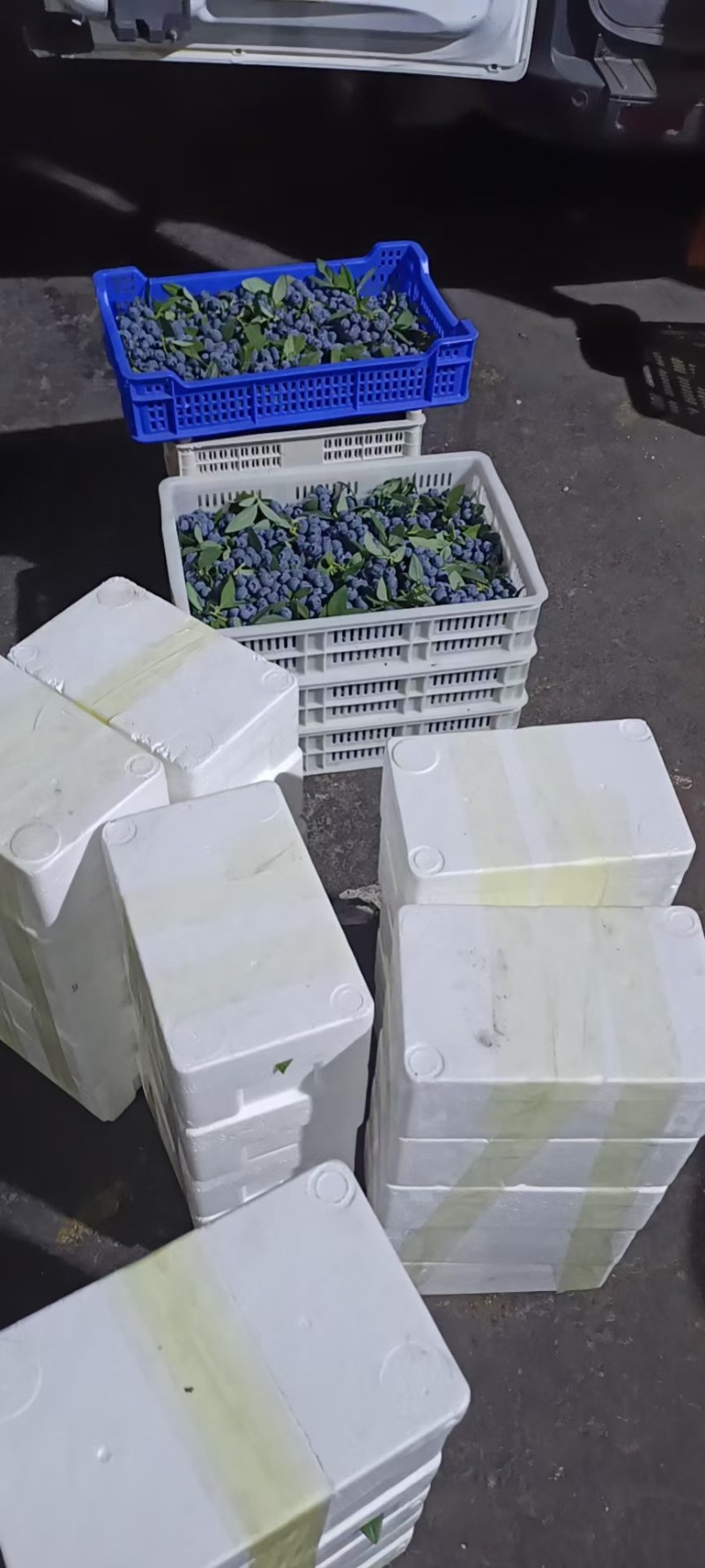 蓝莓产地批发代办，品种齐全，保质保量