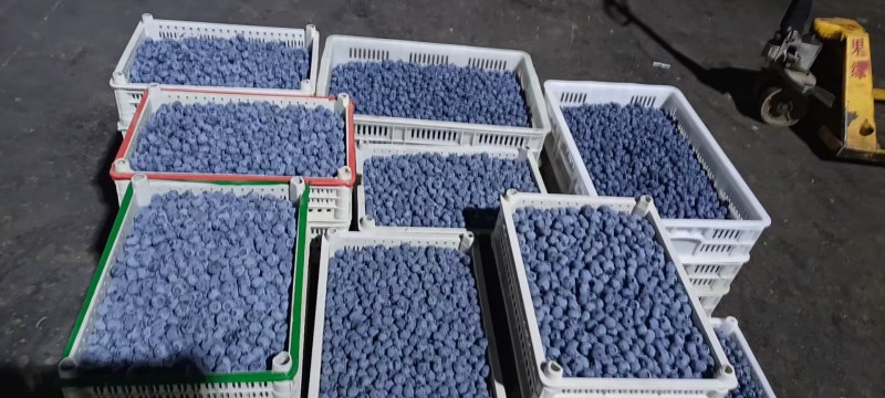 蓝莓产地批发代办，品种齐全，保质保量