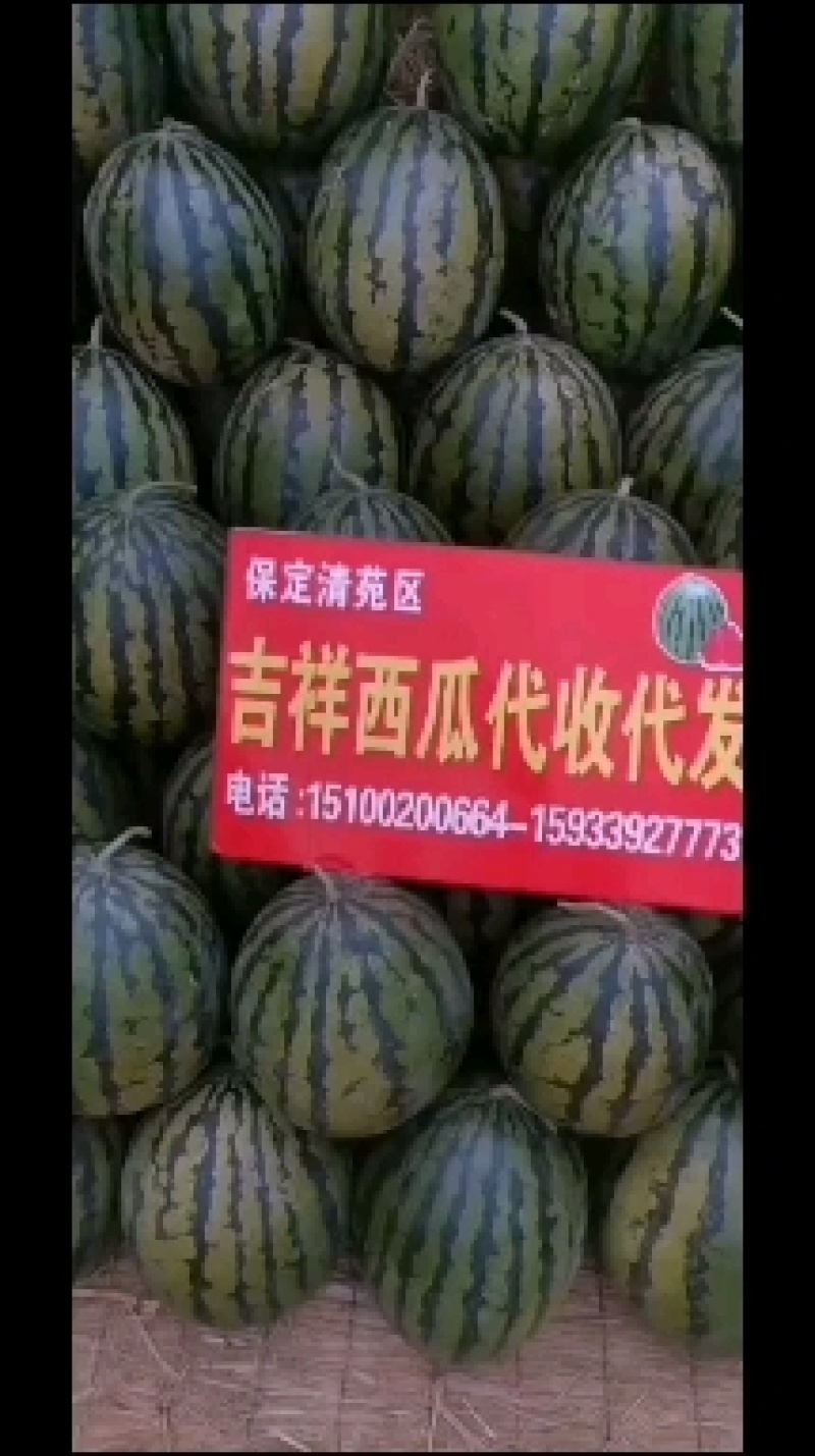 精品甜王西瓜