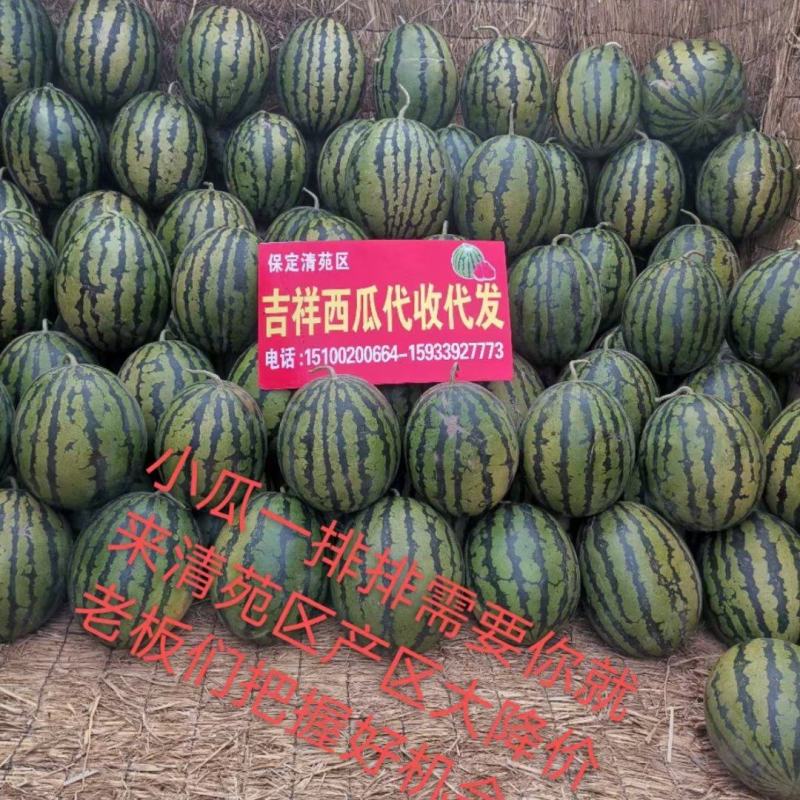 精品甜王西瓜