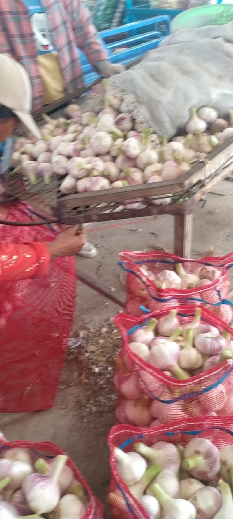 精品大蒜，扒皮蒜规格齐全全国发货，诚信经营