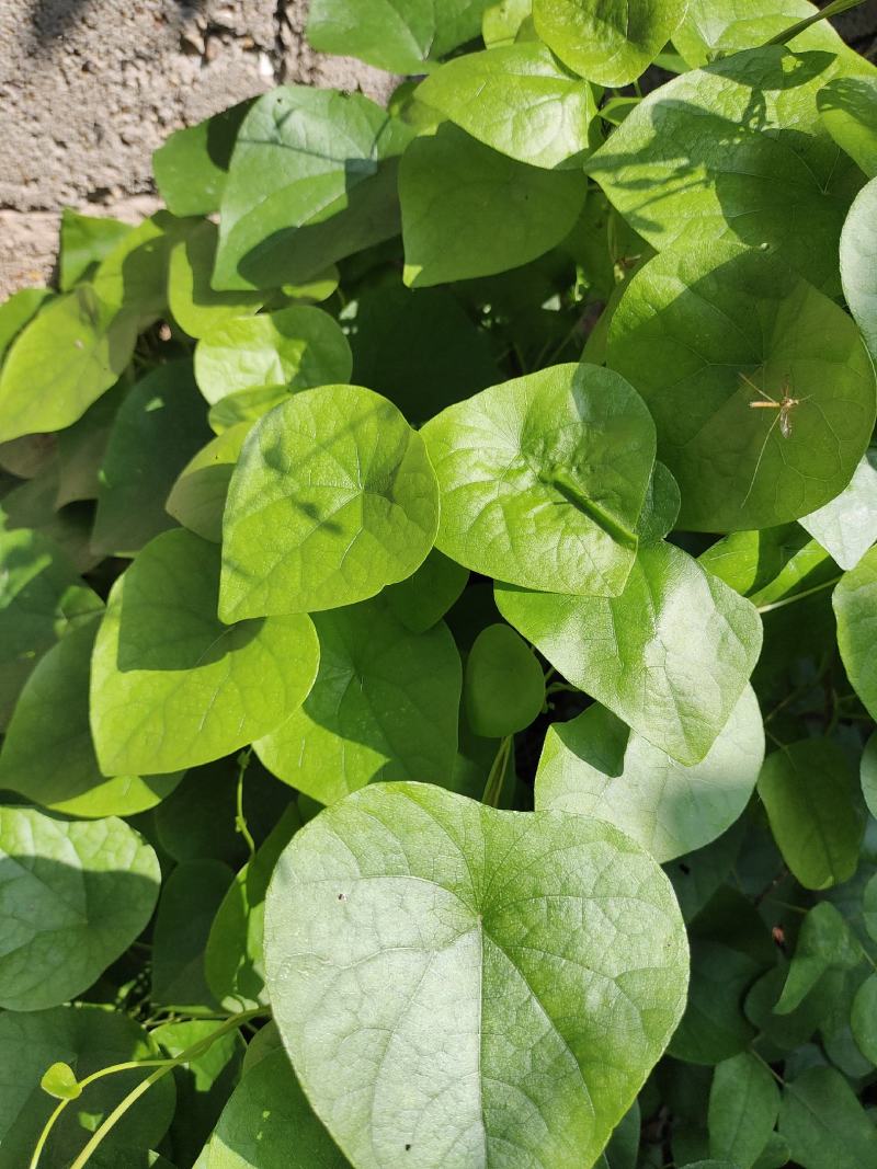 千金藤种苗小青藤种节藤