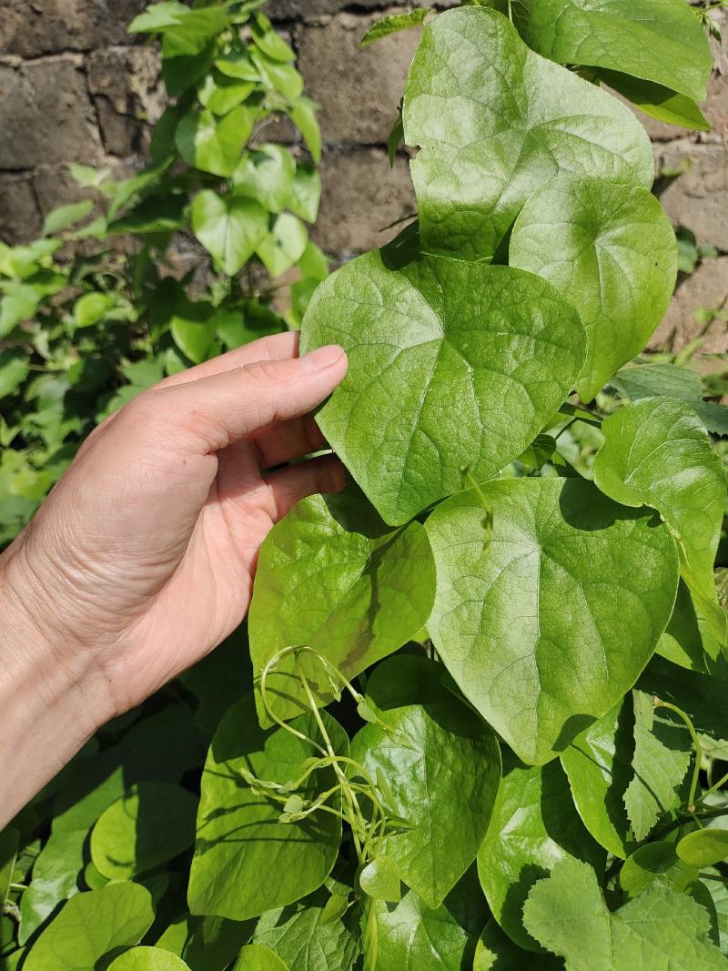 千金藤种苗小青藤种节藤