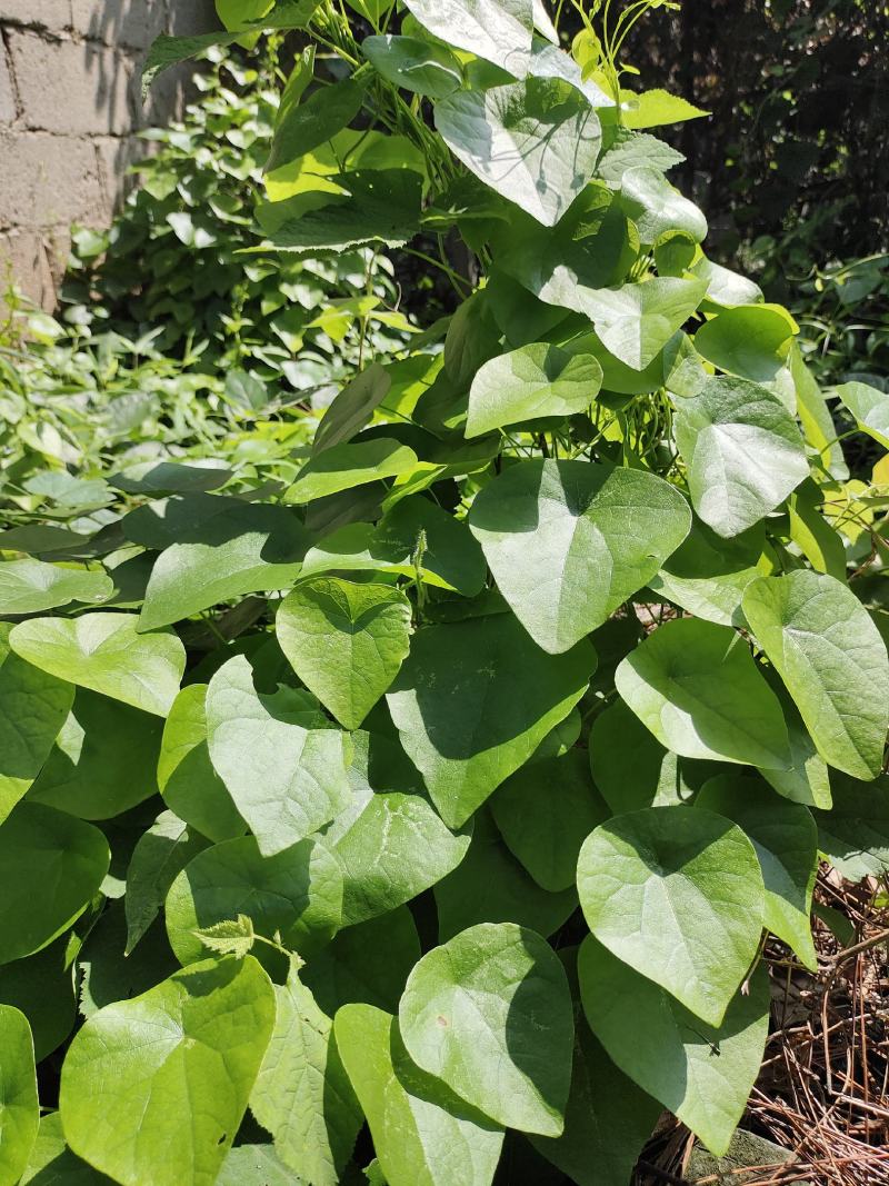 千金藤种苗小青藤种节藤
