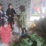 湖南粽叶