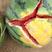 惠民万亩大棚甜王西瓜，品种齐全，口感好，瓜型美丽保质保量