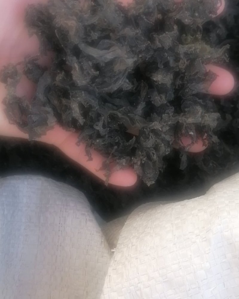 地皮菜