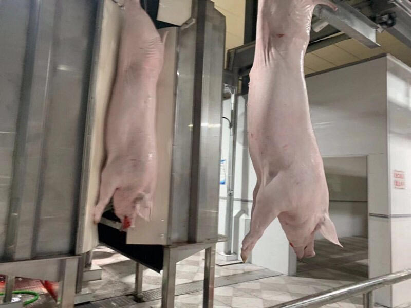 肥猪前上肉手续齐全支持样品质量保证冷链运输