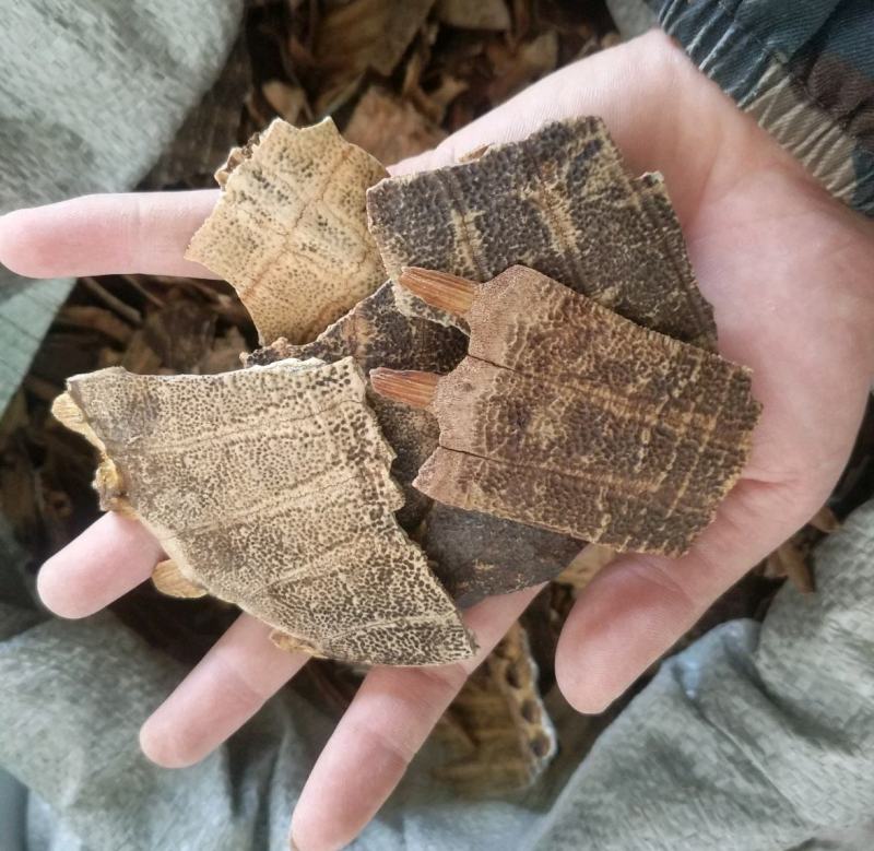 振兴药材批发供应炒鳖甲规格齐全产地直供一手货源全国发货