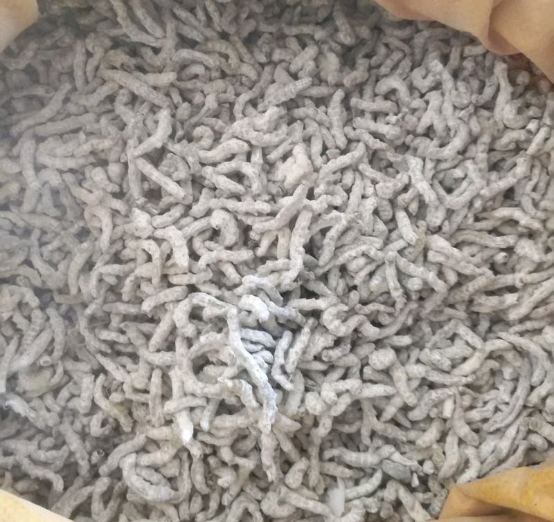 振兴药材批发供应僵蚕规格齐全