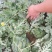 【热销】精品美都8424西瓜大量上市脆甜多汁欢迎采购